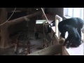 Detroit Zoo Chimpanzees