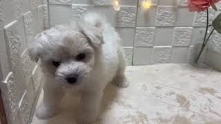 ハーフ犬の動画01