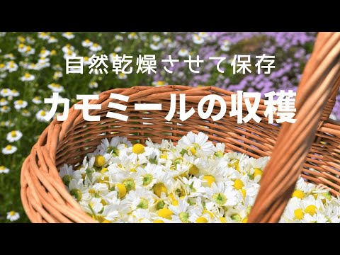 カモミールティーの作り方、使い方、効果 植物