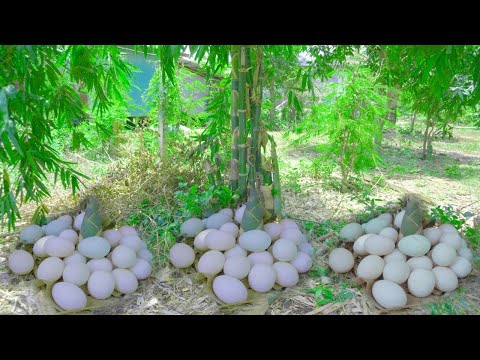 kdor best picking duck eggs at farm backyard - picking harvest a lot of duck eggs