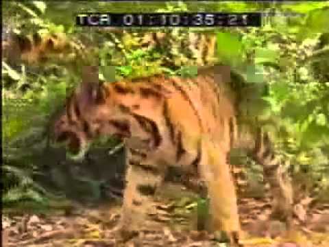 Crazy Monkey Annoying Two Tigers