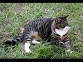 Lil Man Tuxedo Tabby