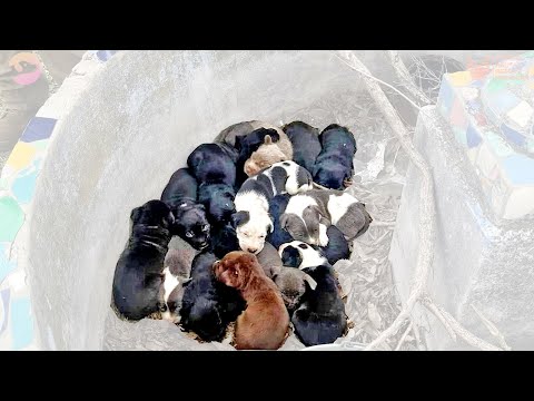 Alice JuM*, an adoptable Shar-Pei Mix in Von Ormy, TX_image-1