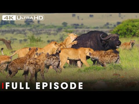 LION PRIDE | A Journey Blood on the Savannah | Nature Animal Documentary