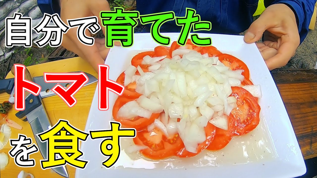 自分で育てたトマトをいただきます！