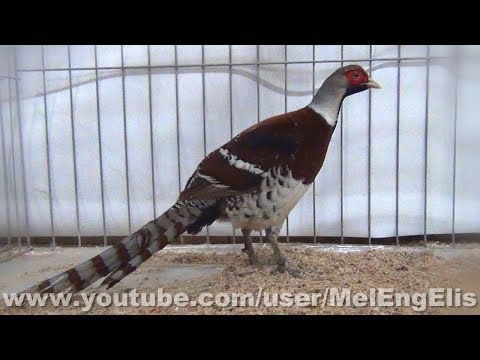 Bažant Elliotov — National Poultry Exhibition Noeux-les-Mines