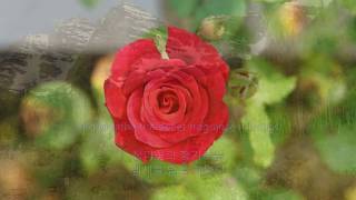 The Flowers, the Sunset, the Trees - Jim Reeves || with lyrics (영어가사/한글번역)