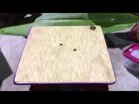 Fighting Spider @ Boon keng  v7