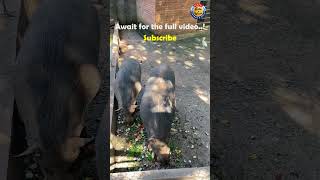 Up Close with a Wild Boar: Lunchtime Feast #wildboar #shorts