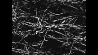 MAN IS NOT A BIRD - Running Endlessly (feat. Alexandra Morte)