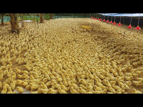 Inside China’s Biggest Duck Farm: How 700 Million Eggs Hatch into Ducks Every Year