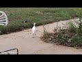 The Egretta Garzetta Commonly Known As The Little Egret Animals Nature Israel