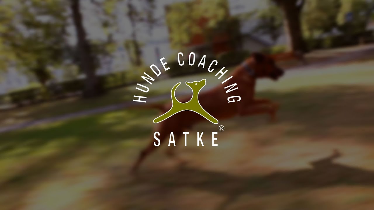 Hundeschule Satke bei München: "Leicht, locker und logisch zum Erfolg!"