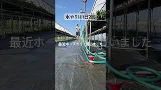 切り離し後の水やり #いちご #農業 #農協