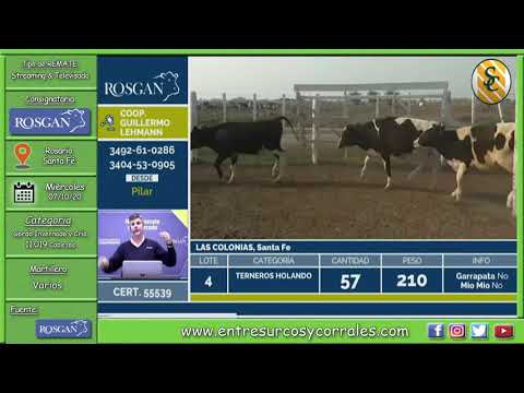 07-10-20 - Primer día de ventas de ROSGAN - Remate Televisado - Rosario, Santa Fé
