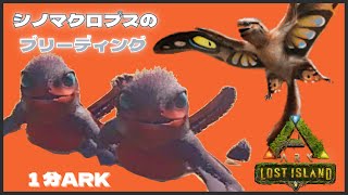 『１分ARK』シノマクロプスのブリーディング！#Shorts 恐竜追加MOD/ARK・新マップ　ロストアイランド