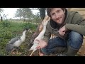 Indian Runner Ducks Home Made Duck House