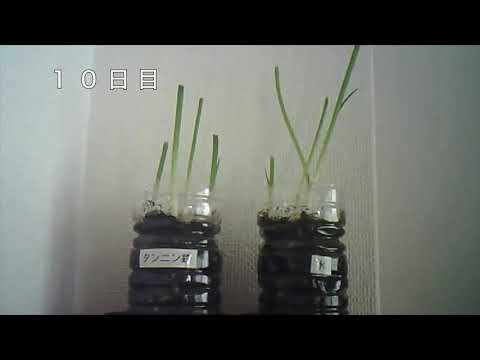 タンニンについて詳しく解説