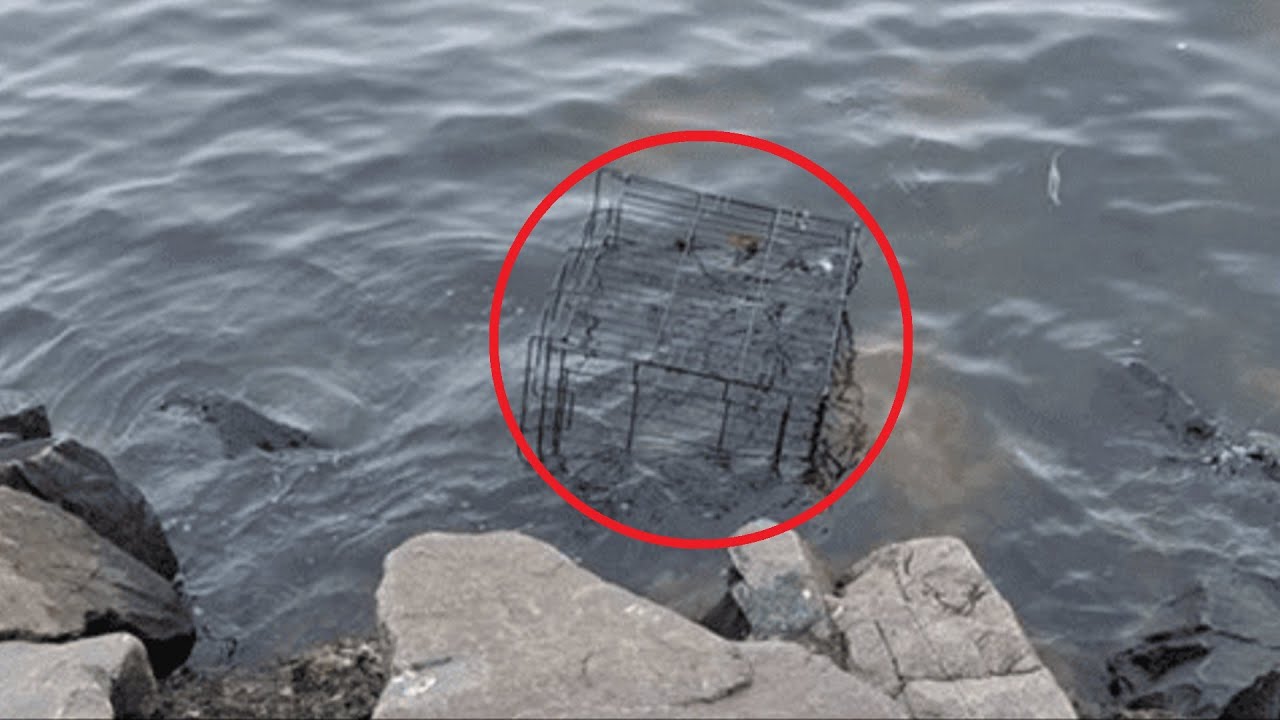 На прогулке с собакой женщина заметила в океане клетку. Открыв ее люди АХНУЛИ❗