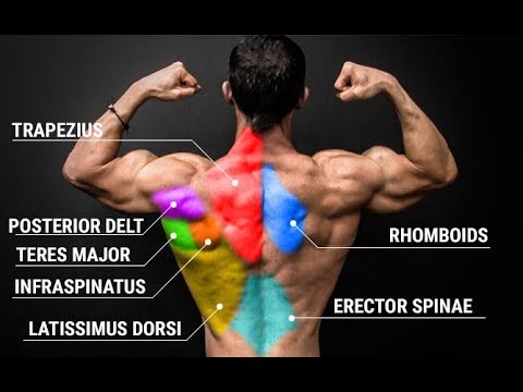 Can’t Get a Muscular Back? Just Do THIS!! Can’t Get a Muscular Back? Just Do THIS!!