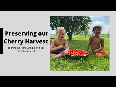 Preserving Cherries into Pie Filling