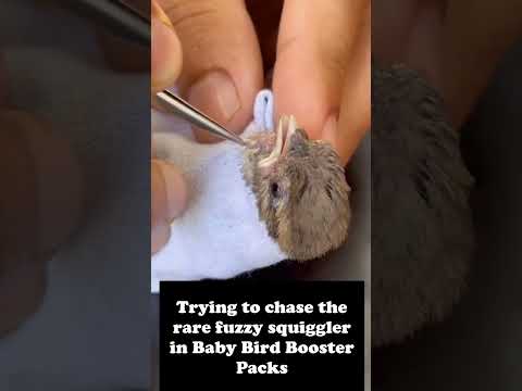 Trying to chase the rare fuzzy squiggler in Baby Bird Booster Packs