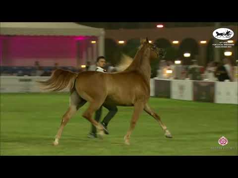 N 235 THARAA AL KHALEDIAH   10th Arabian Horse Show for local Breeders in Saudi Arabia 2021   Fillie