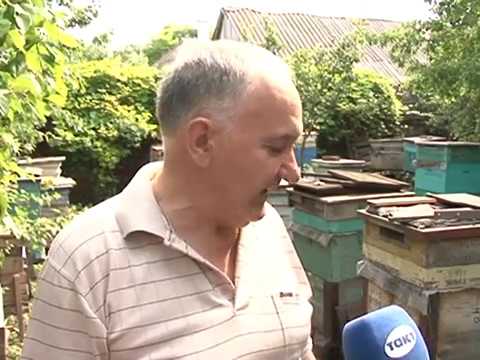 Мор пчел добрался до Курского района