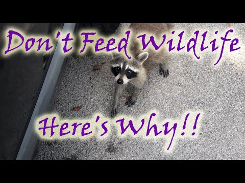 Don't Feed Wildlife- Here's Why!
