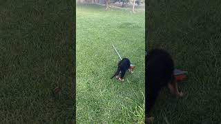 Who would have thought #new #viral #shortsviral #shorts #pets #dog #puppy #cute