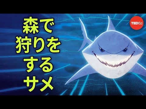 サメに関する好奇心