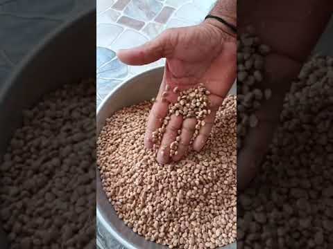 Whole chironji seed, packaging size: 1 kg, vacuum bag