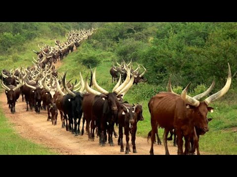 Millions Of Longhorn Cattle In America And Africa Are Raised This Way   Cattle Farming
