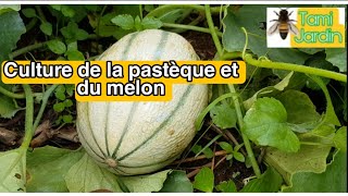 Culture de la pastèque et du melon de A à Z