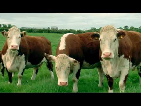 , title : 'Las 5 mejores razas de ganado para carne | Los mejores cortes de carne de ny'