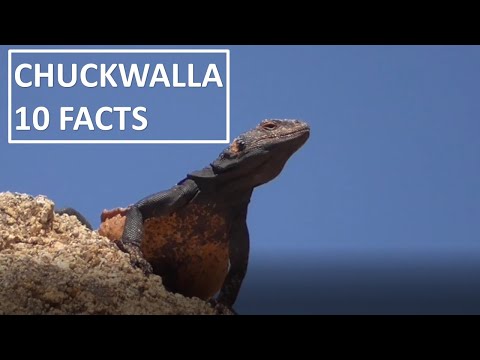 Chuckwalla (Sauromalus ater) — Common Chuckwalla, fakty o jašterici z Mojave a Sonoránskej púšte
