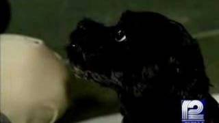 Woman Uses Telepathy To Talk To Pets