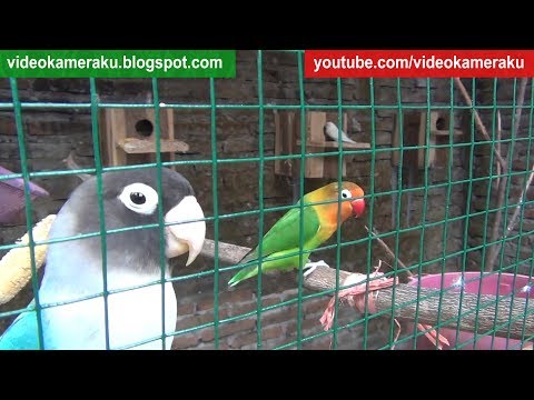 1 Hour of Lovebird Sounds - High Quality Live Recording V12