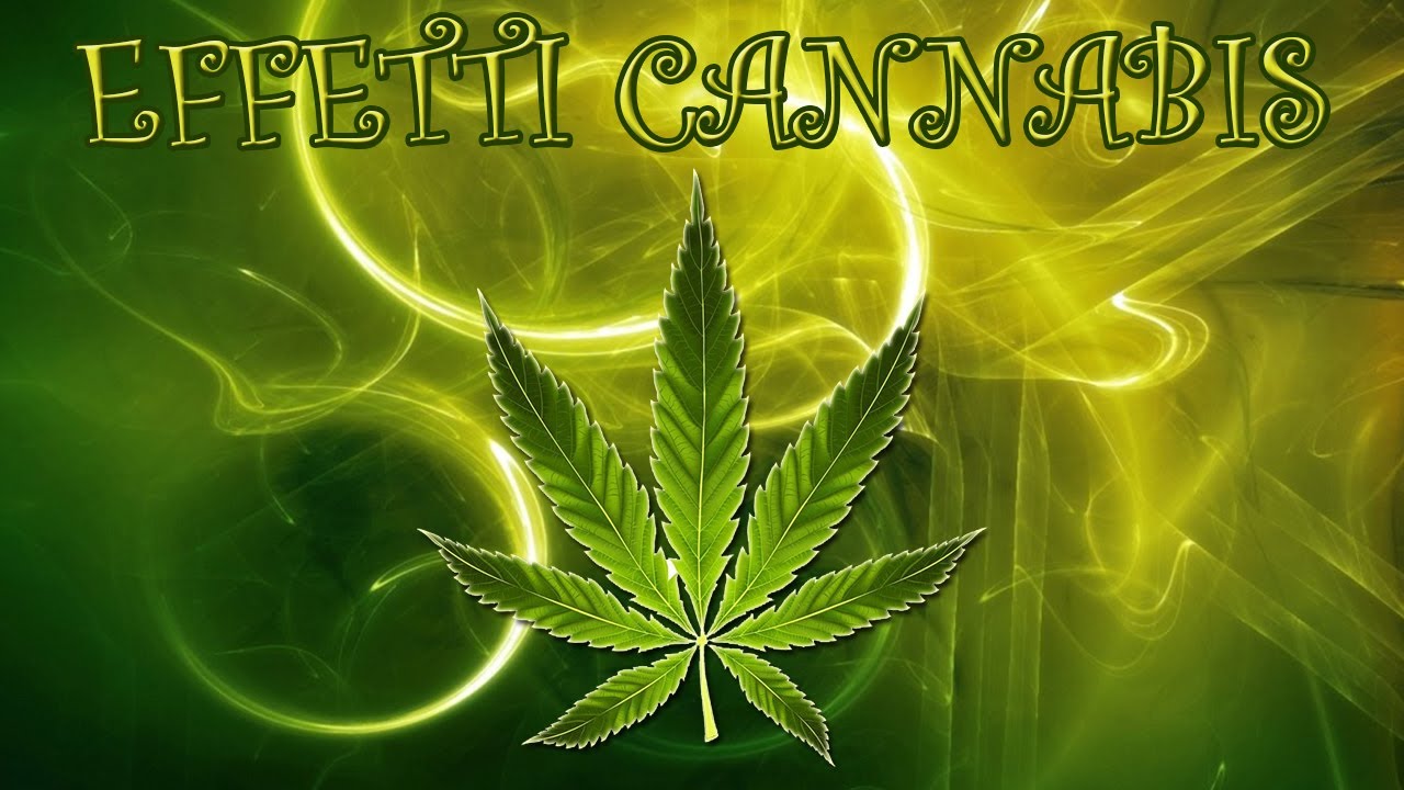 GLI EFFETTI DELLA CANNABIS SUL CORPO