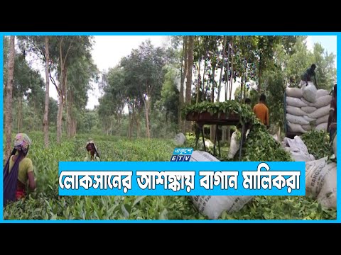 সময়মতো না তোলায় কেটে ফেলতে হচ্ছে শত কোটি টাকার চা পাতা