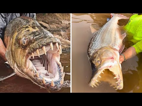 Goliath Tigerfish 🐟 The Most FEARED River Fish!
