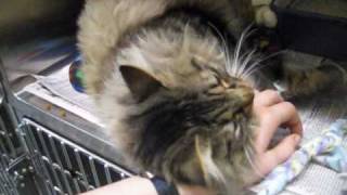 Scruffy the Fluffy Lover - Adopted!