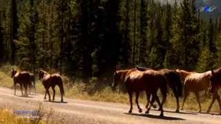 ♡ BERNWARD KOCH - Long Way Home (relaxing, soothing music) HD