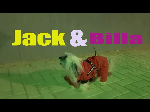 Jack & Billa  I  Unaizah
