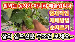 놀래서 입이 안벌어질수 없는 참외 재배방법 참외 심으신분 무조건 따라하세요 참외키우기,키우기 ,순지르기,적심