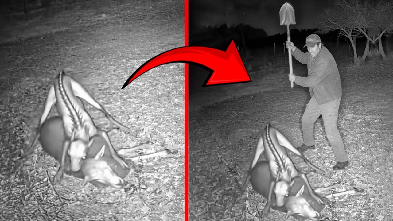Man Found A VILE Creature What Happened Next Shocked Everyone!