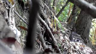 Download lagu Aksi memikat murai batu di kebun getah lama mp3