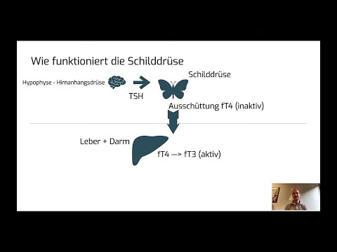 Östrogendominanz, Progesteron, Darm / Leber  - und der Zusammenhang mit der Schilddrüse