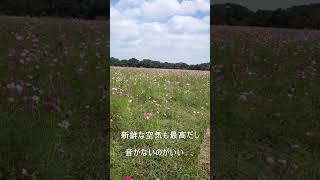 【宮崎】2025年も西都原古墳群のコスモスにパワーをもらう動画#shorts