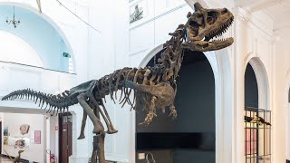 Não Assista Este Video do Museu de Zoologia da USP